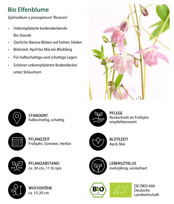 Bio Stauden-Set Schattengarten Rote Akzente,