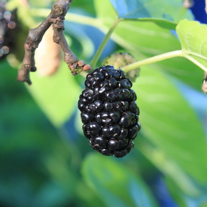 Mûrier noir (morus nigra) - godet - taille 10/15cm