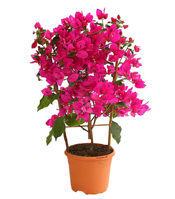 Drillingsblume 'Renate', Spalier