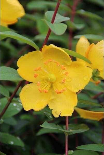 Hertshooi met kluit (Hypericum 'Hidcote') H 40-60 cm vanaf 10 stuks