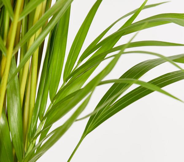 Goldfruchtpalme - Dypsis lutescens