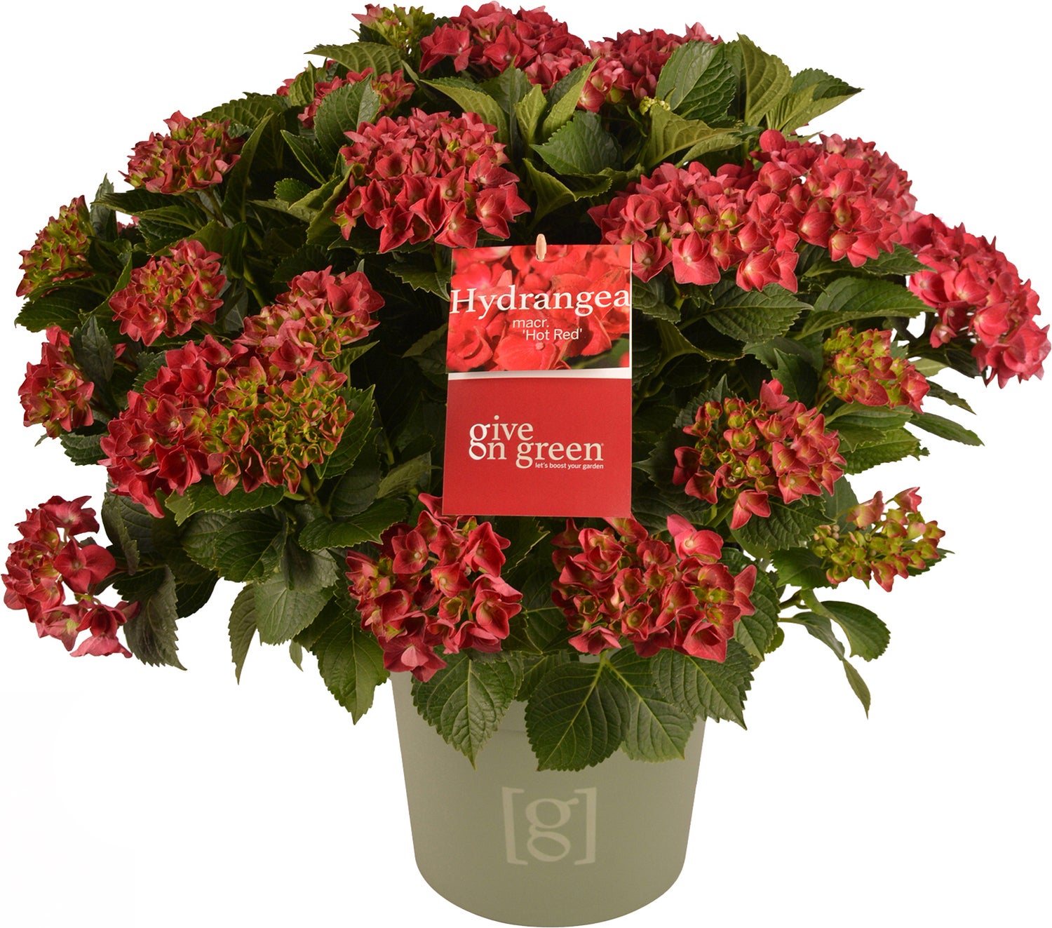 Hortensia (Hydrangea macrophylla) rood D 29 H 60 cm