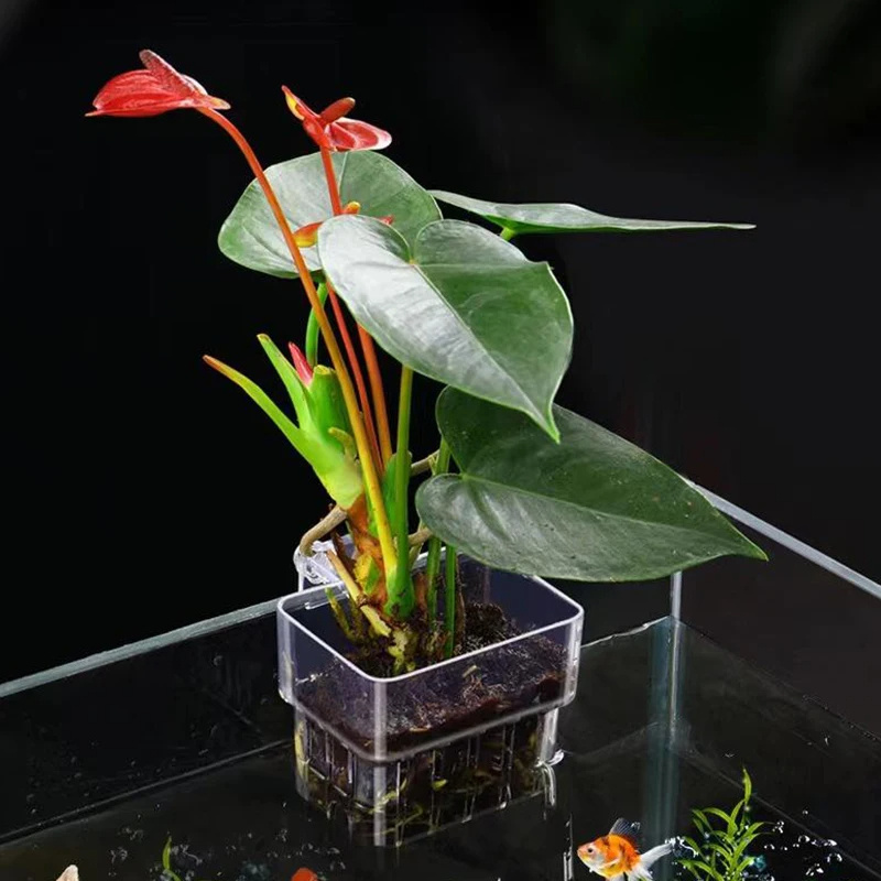 AquastoreXL Acryl beplantingsbeker voor waterplanten