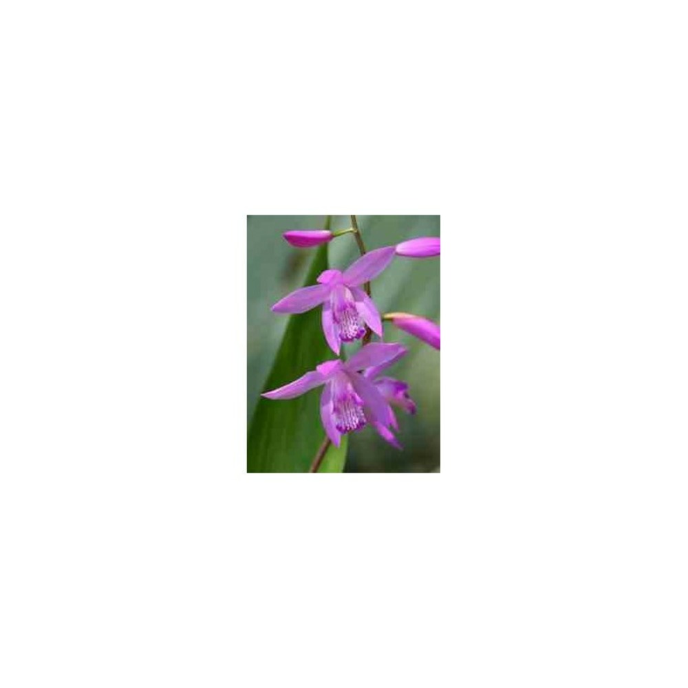 Bletilla striata 