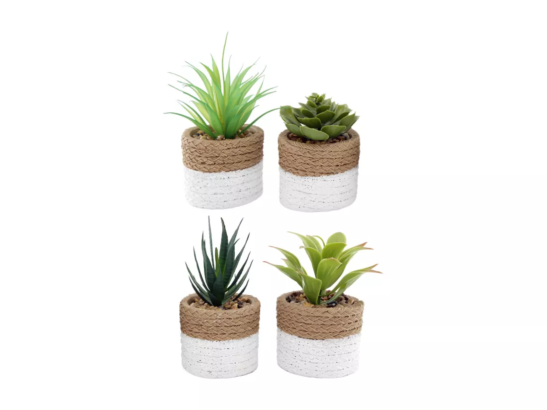 Plante succulente en pot bicolore 8 x 15 cm (Lot de 4)