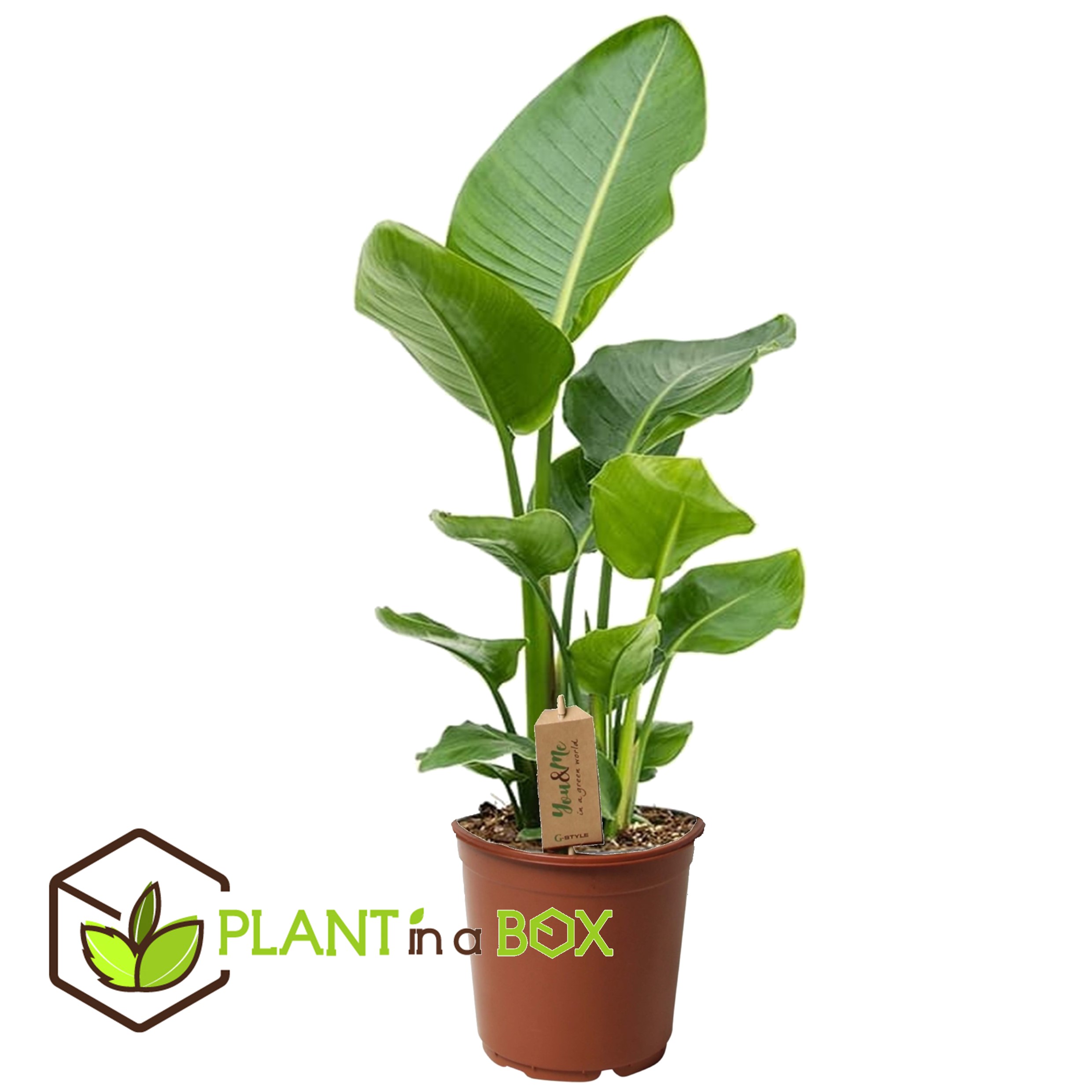 Strelitzia nicolai - plante oiseau de paradis - pot 17cm - hauteur 55-70cm