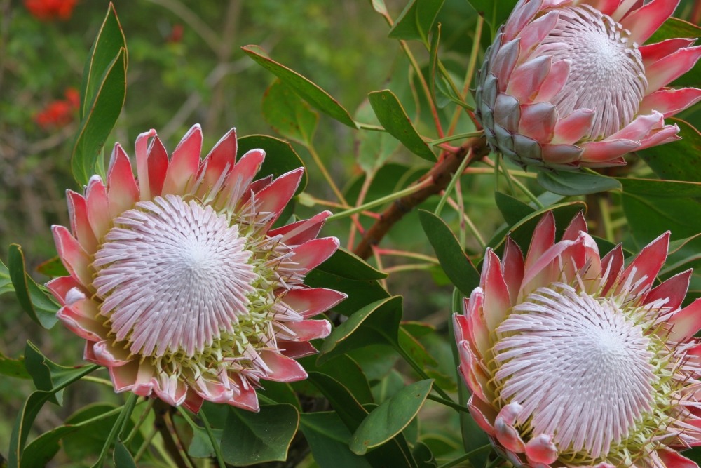 Protée royale - 5 graines - protea cynaroides