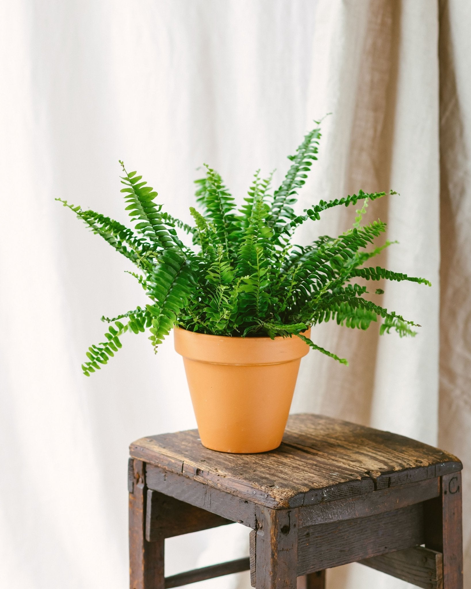 Plante d'intérieur - fougère de boston 30.0cm