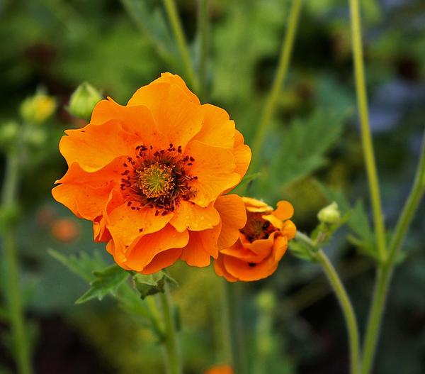 Bio Nelkenwurz 'Mrs. Bradshaw'