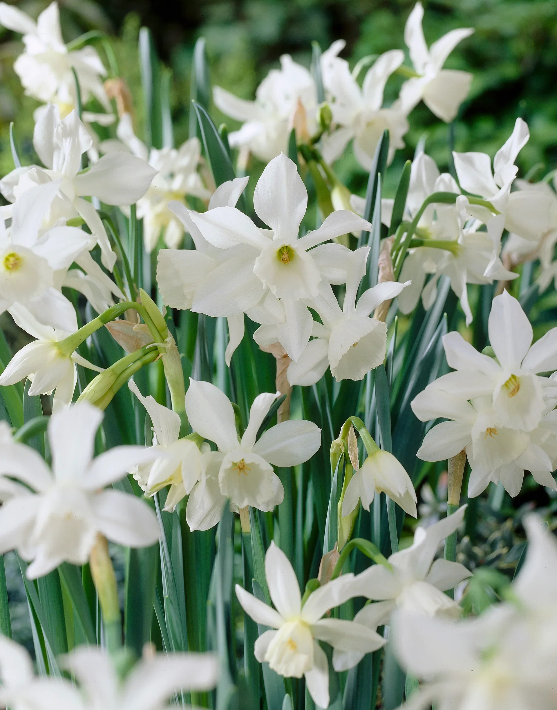 Narcissus (Triandrus-Group) 'Thalia' Orkidénarsiss 'Thalia'