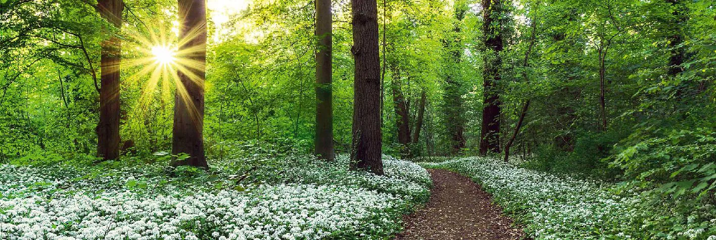Poster Wald Frühling, 53 x 158 cm