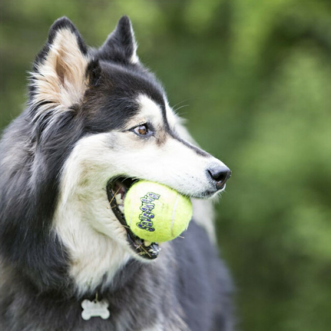 Balle de tennis KONG Squeakair Taille L