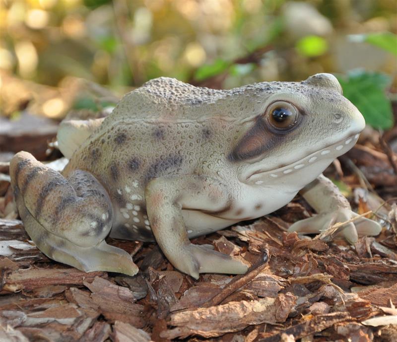 Dazikemo Gartenfigur Teichfigur Dekofigur Frosch