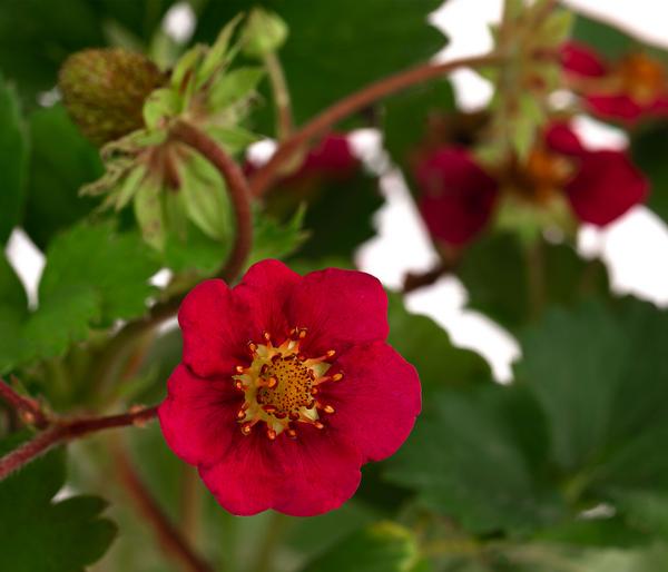Erdbeere 'Summer Breeze Rose'