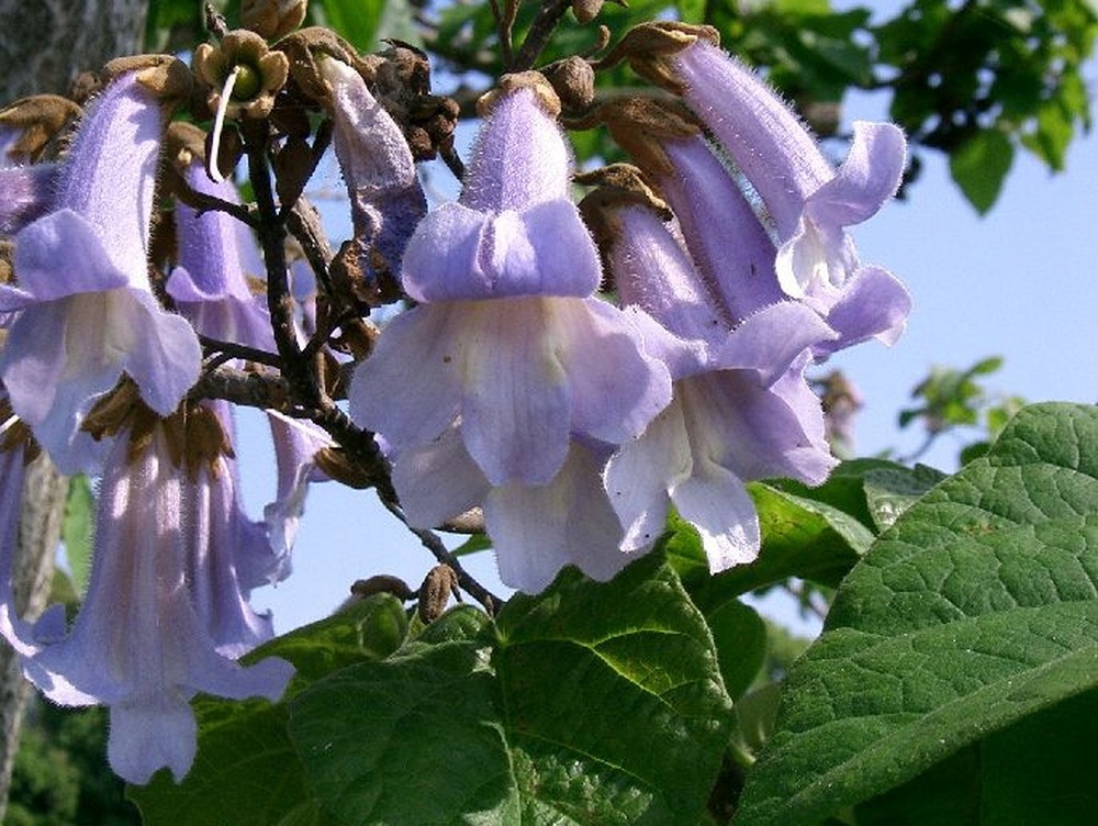 Arbre impérial - 200 graines - avec substrat - paulownia tomentosa