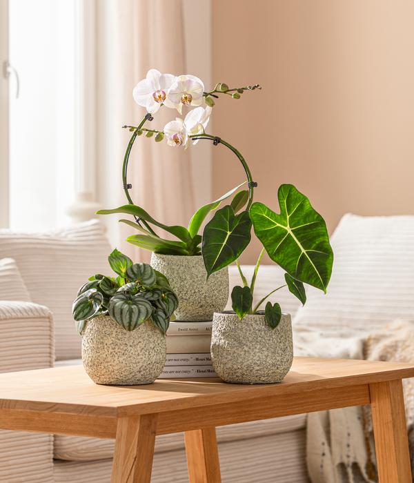 Pfeilblatt - Alocasia micholitziana 'Frydek'