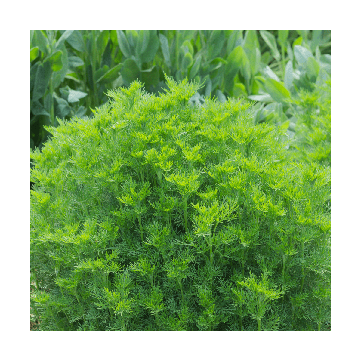 Aurone abrotanum bio/artemisia abrotanum[-]lot de 9 godets