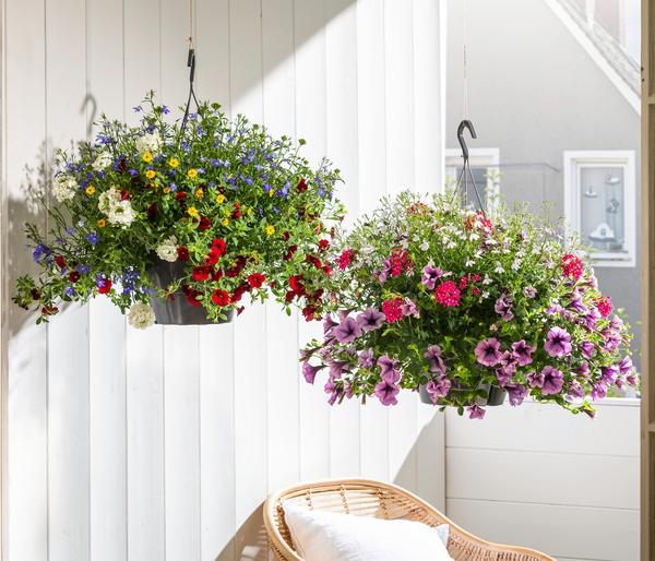 Blumenampel, verschiedene Sorten