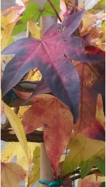 Amberboom (Liquidambar 'Gum Ball') H 240 cm