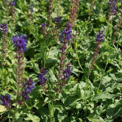 Siersalie (Salvia nemorosa 'Blaukonigin') D 9 H 10 cm
