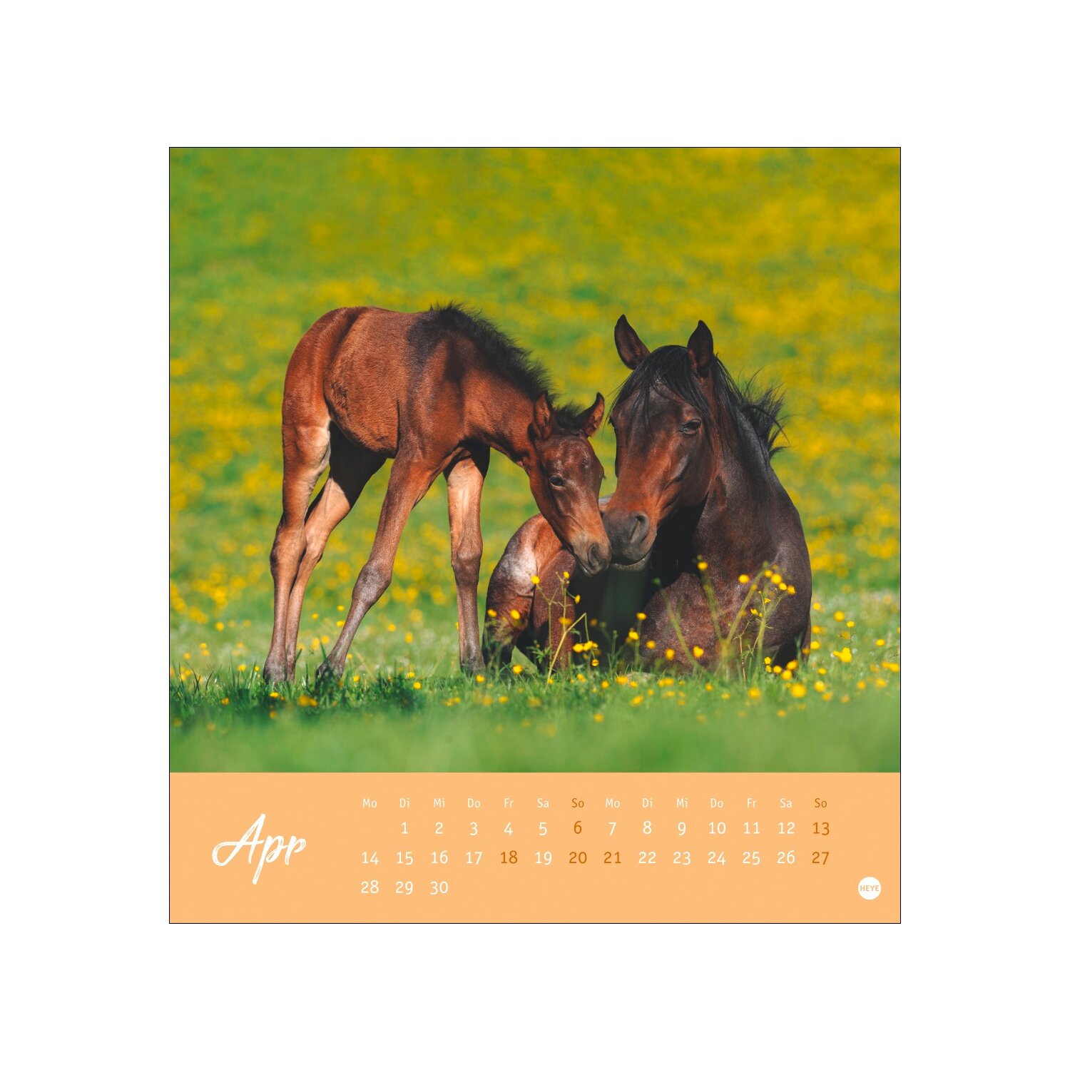 Postkartenkalender Pferde 2025 - Starke Freunde  - 2025