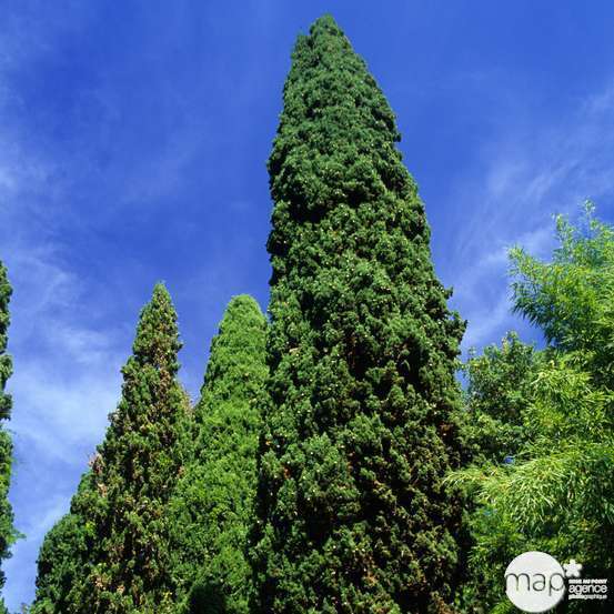 Cupressus sempervirens 'Pyramidalis':H 200/250 cm conteneur 30 litres