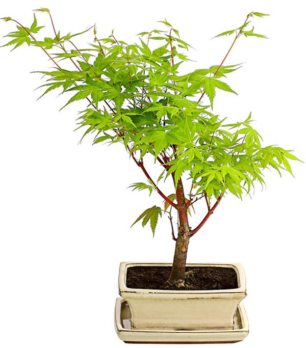 Outdoor-Bonsai Ahorn - Acer palmatum