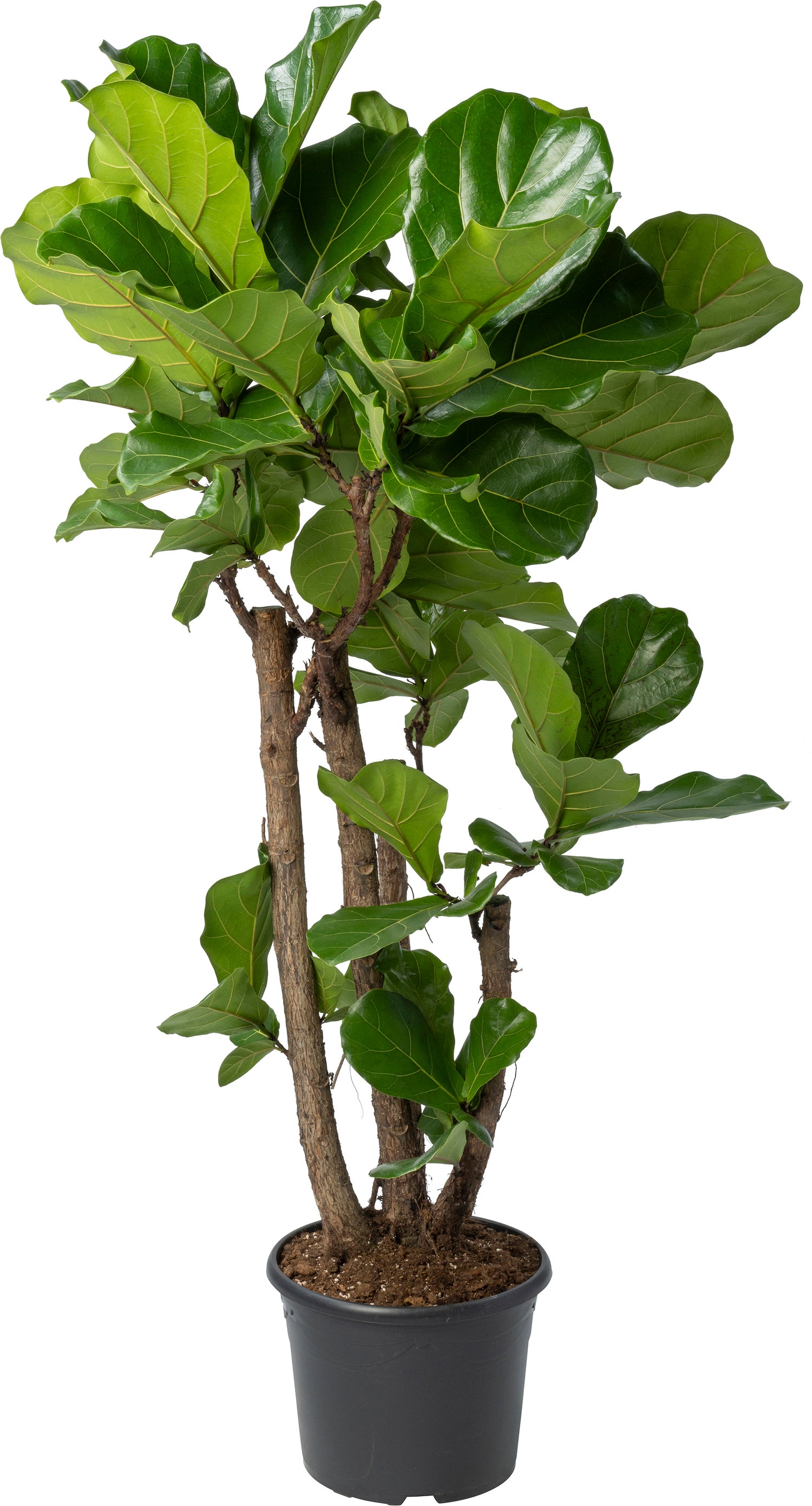Vioolbladplant (Ficus lyrata) D 30 H 150 cm