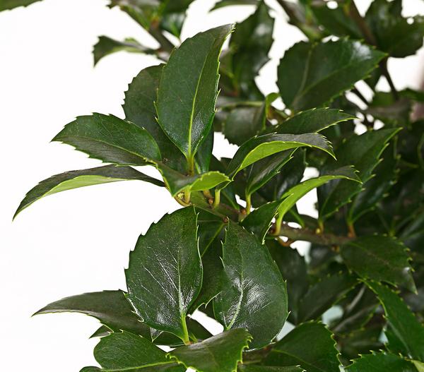 Stechpalme 'Heckenfee'