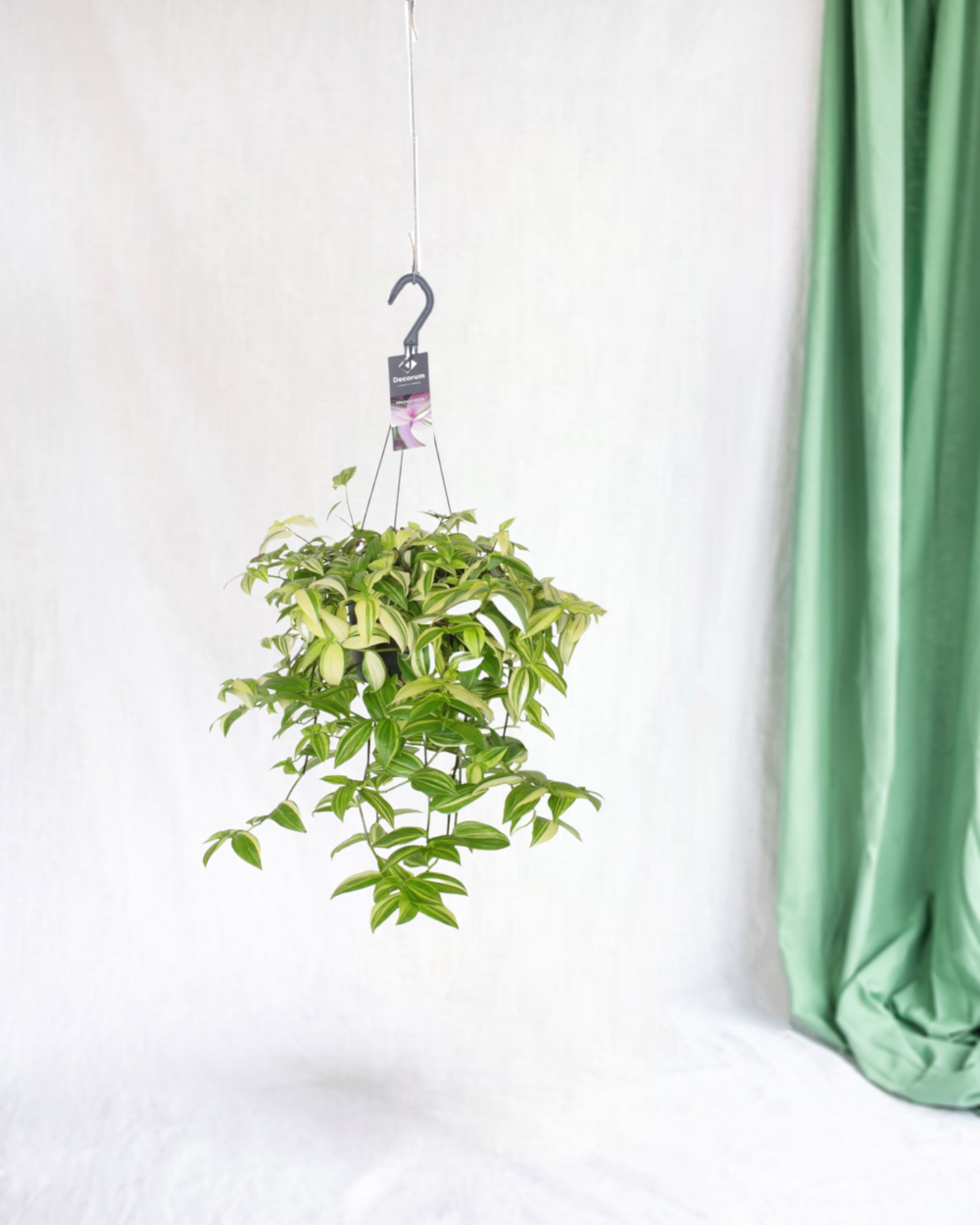 Plante d'intérieur - misère tradescantia yellow hill 40.0cm