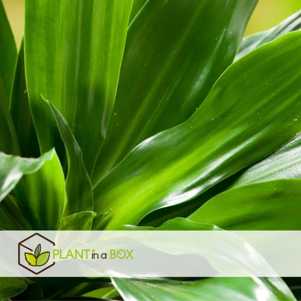 Drakenbloedboom - Dracaena surculosa - Hoogte 50-65cm - ⌀17cm
