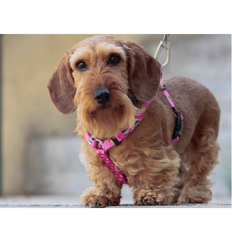 Coleira Dukier Dogtella Classic com estampa de Nutella para cães