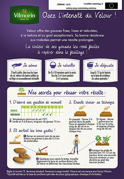 Graines de Haricot Velour violet 20m