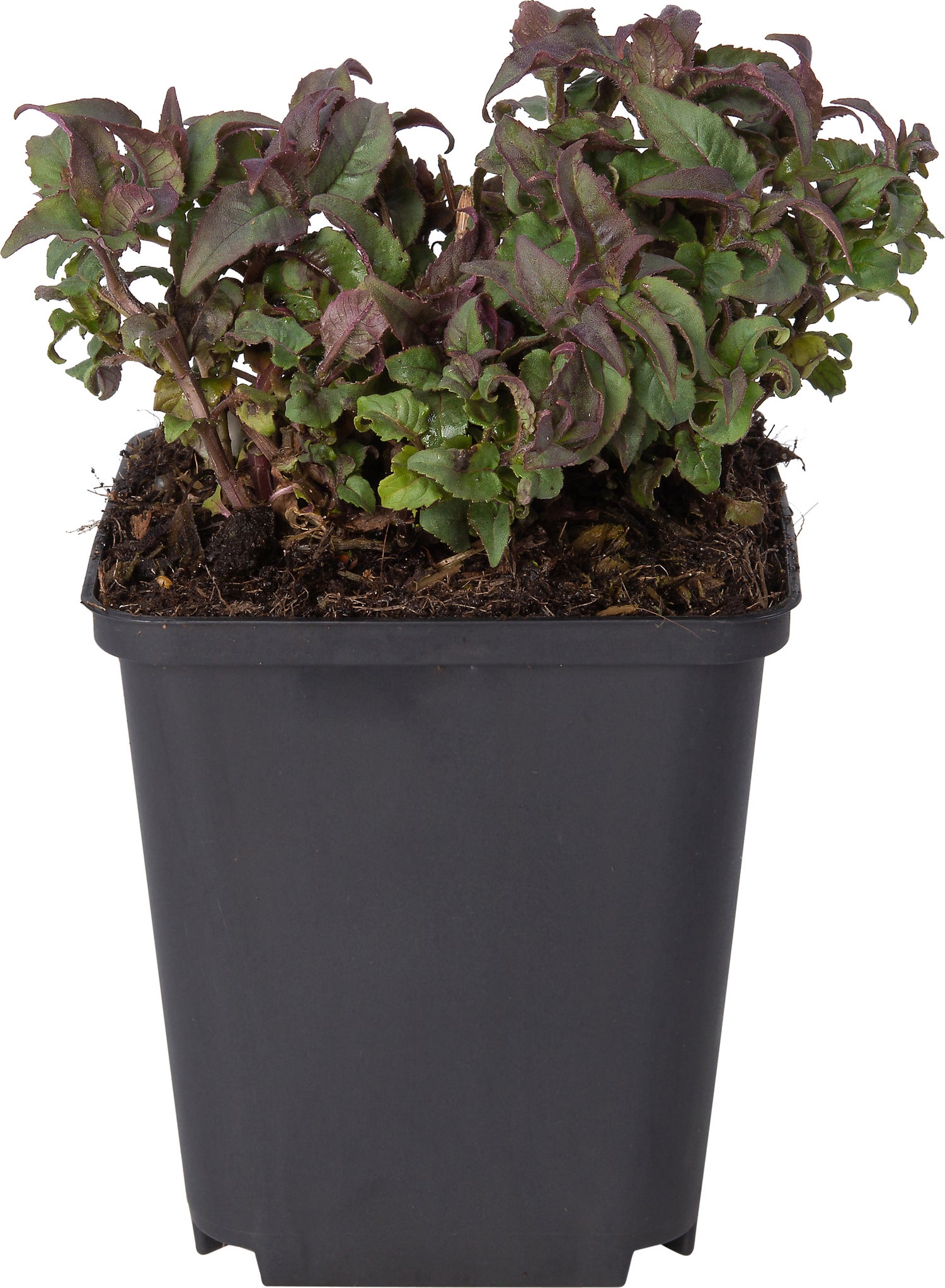 Bergamotplant (Monarda 'Kardinal') D 9 H 10 cm