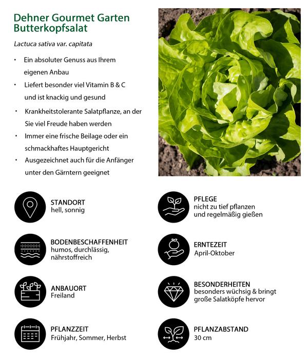 Dehner Gourmet Garten Butterkopfsalat, 6er