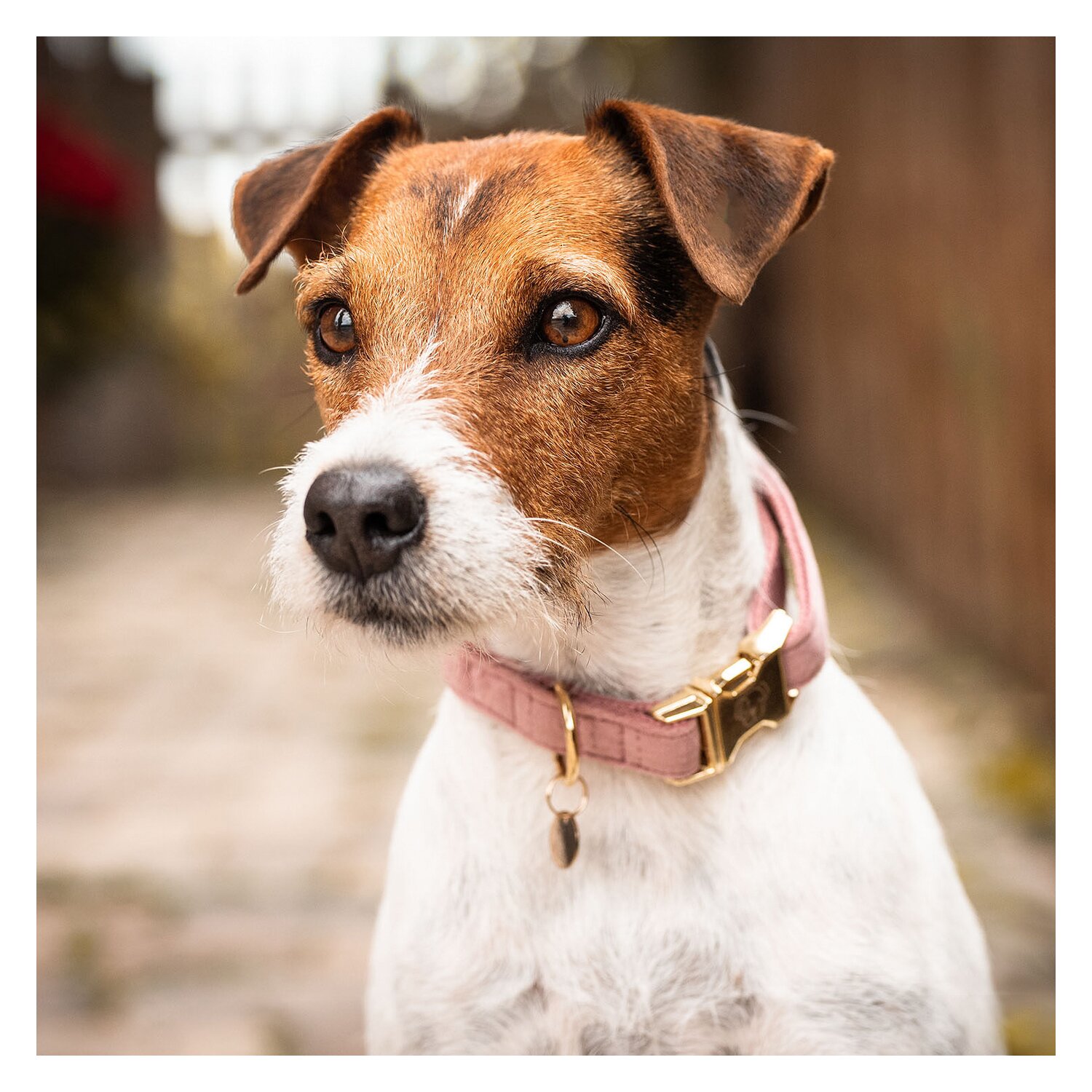 KENTUCKY DOGWEAR Hundehalsband Velvet  - old rose