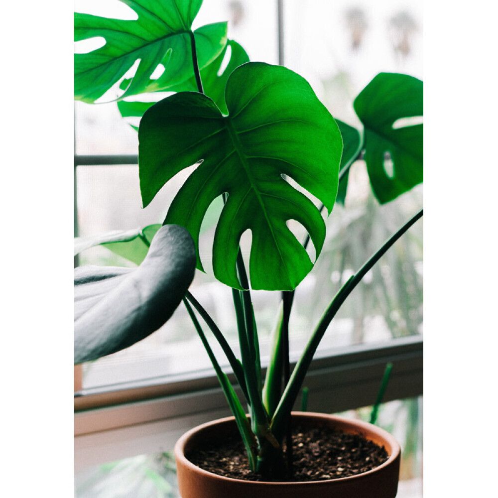 PLANTE GRØNN MONSTERA 14