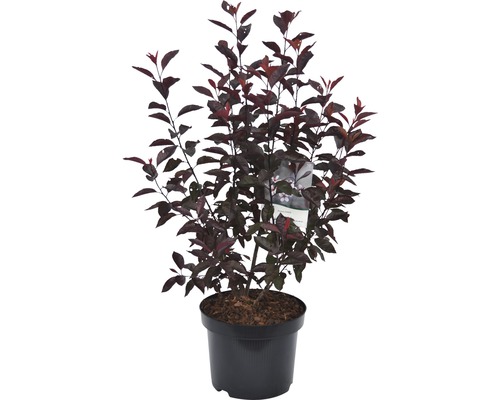 Dwergbloedpruim FloraSelf Prunus cistena H 60-80 cm Co 6 L