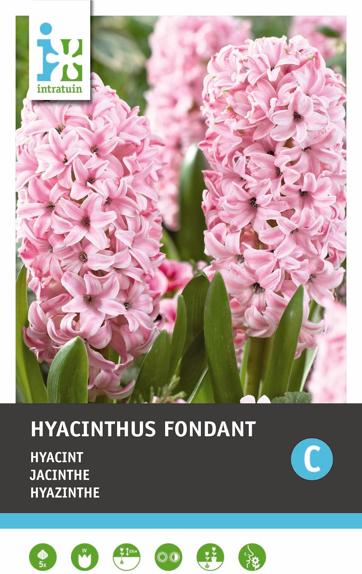 Intratuin bloembollen Hyacint (Hyacinthus 'Fondant')5 stuks