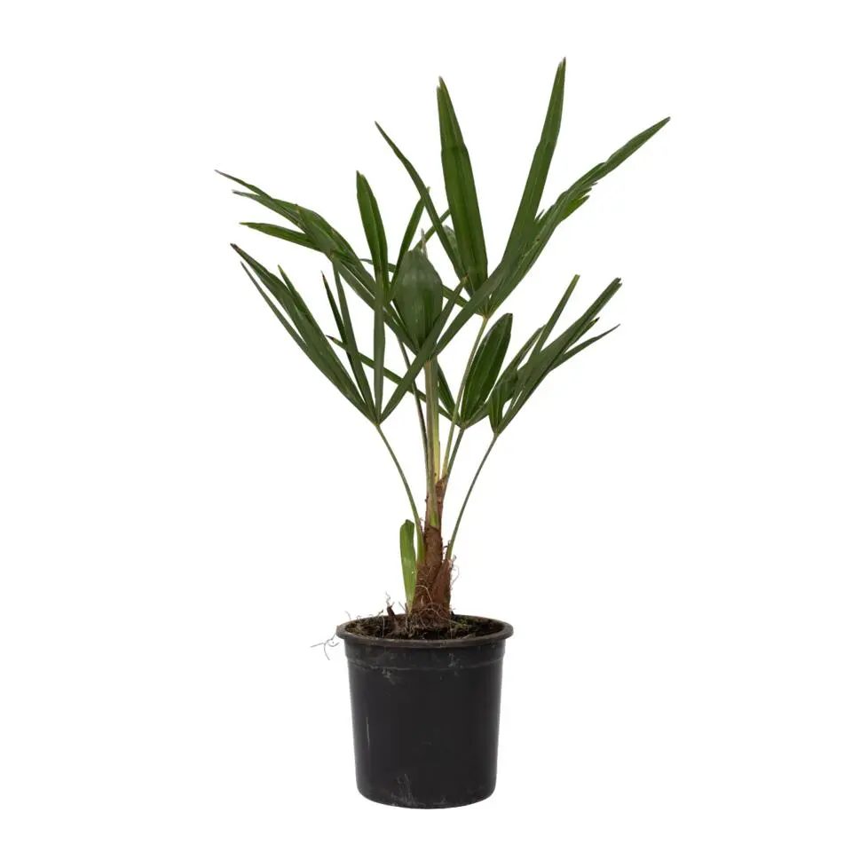 Chinese Waaierpalm - Trachycarpus Fortunei - Hoogte 35-45cm - ⌀15cm