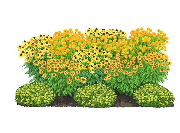 Bio Stauden-Set Sonnenanbeter, 12-teilig