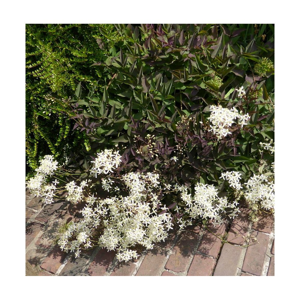 Clématite recta 'purpurea'/clematis recta 'purpurea'[-]pot de 2l - 60 cm