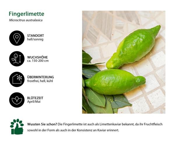 Dehner Gourmet Garten Fingerlimette
