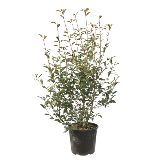 Photinia x fraseri ' Carré Rouge ': C15L 1/125
