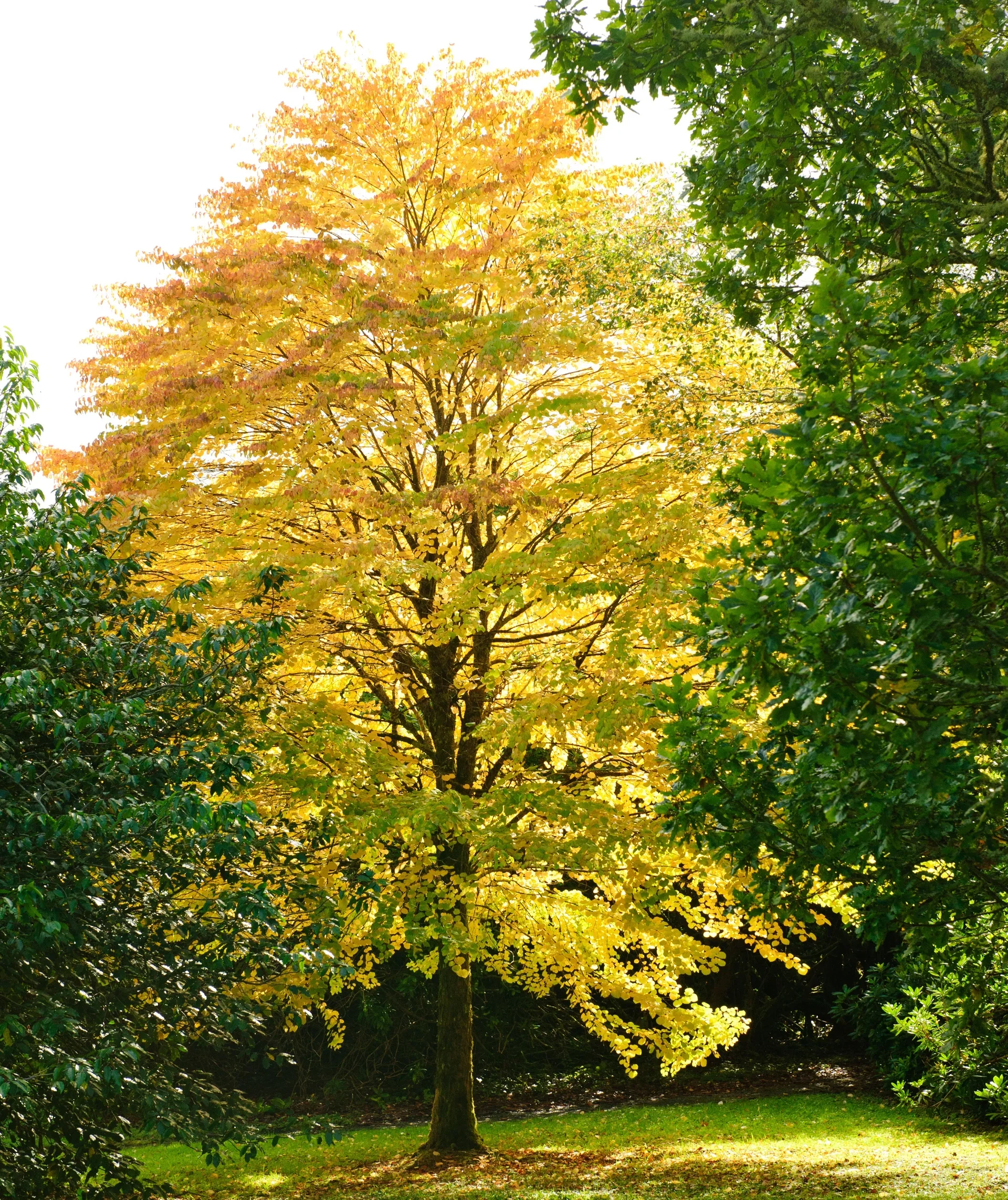 Cercidiphyllum japonicum Hjertetre Ø22 cm