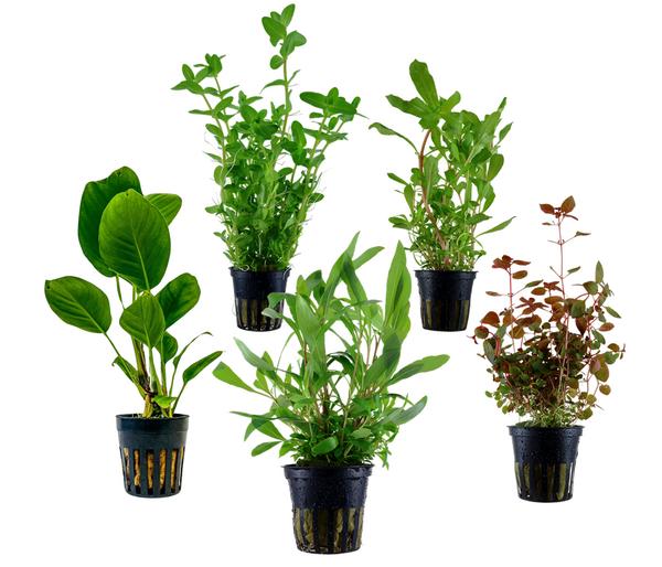 Dehner Aqua Aquarienpflanzen-Set