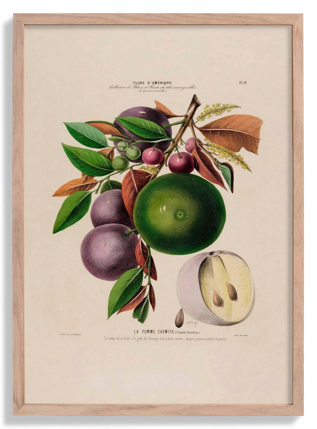 La Pomme Caymite
