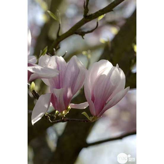 Magnolia Soulangeana : pot de 10L - H. 100/125 cm