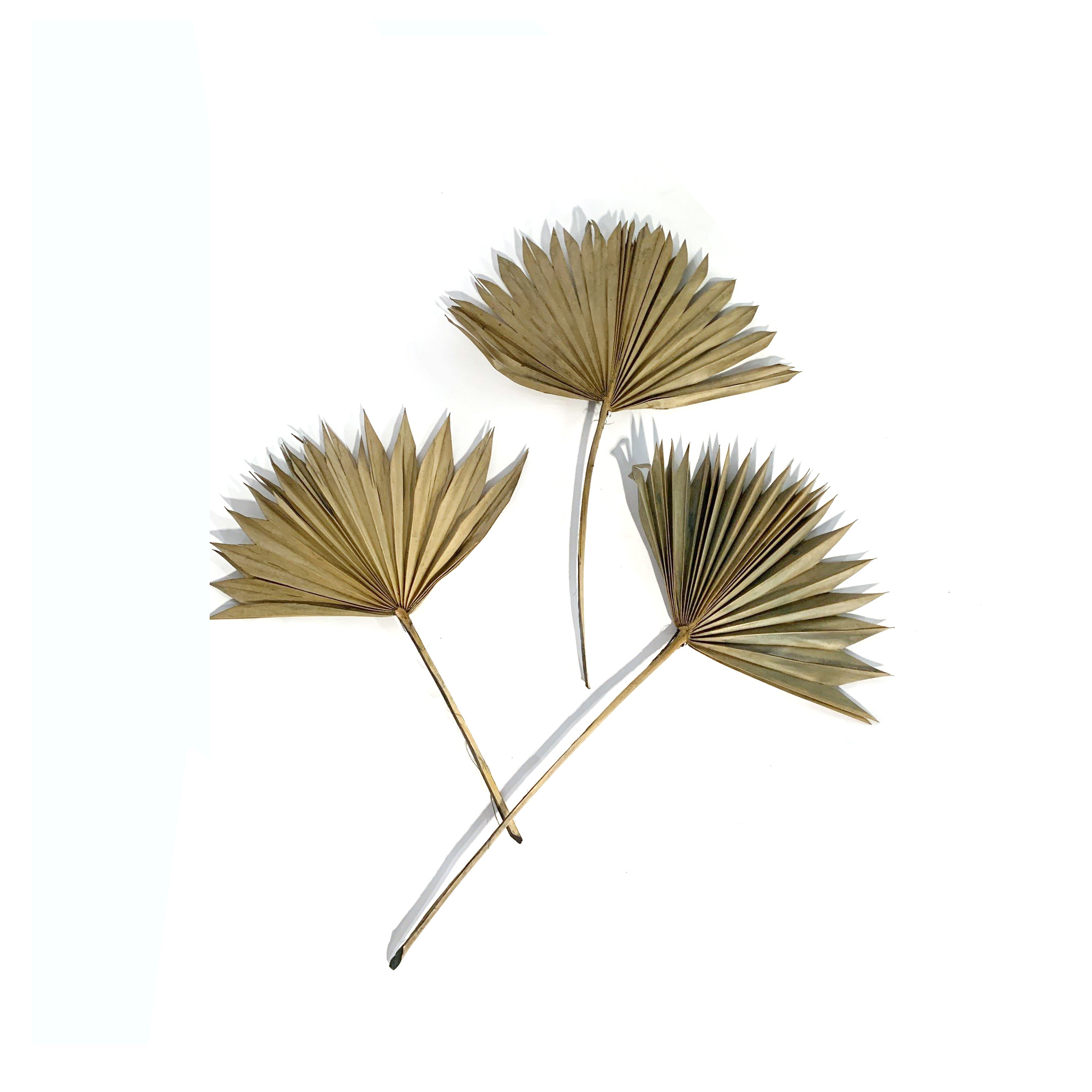 Palmblätter grün, H 60 cm, B 35 cm von fischer's lagerhaus