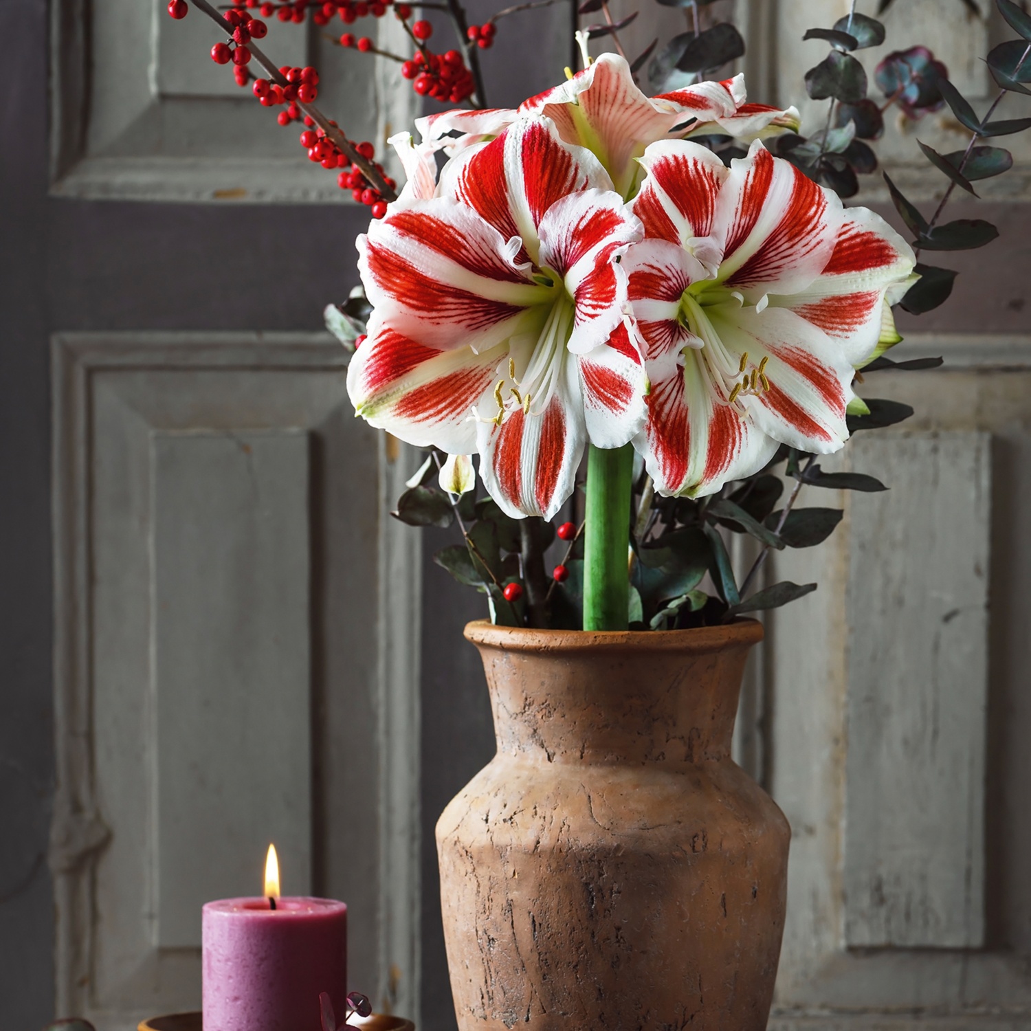 Amaryllis